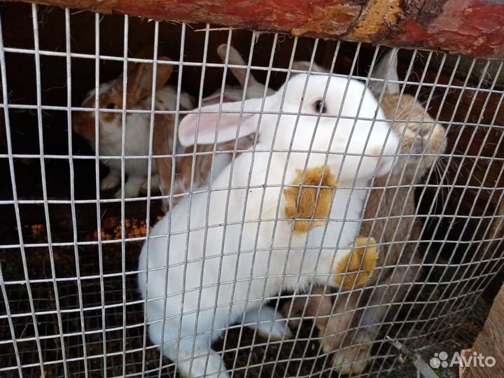 Кролики мясных пород