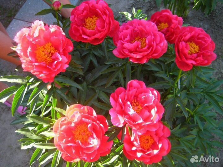 Корни пионов