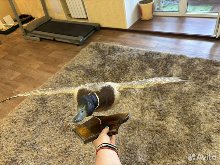 Продам чучело селезня, кабана, зайца, цапли, утки