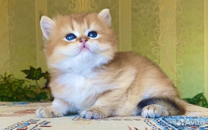 Золотой красавчик