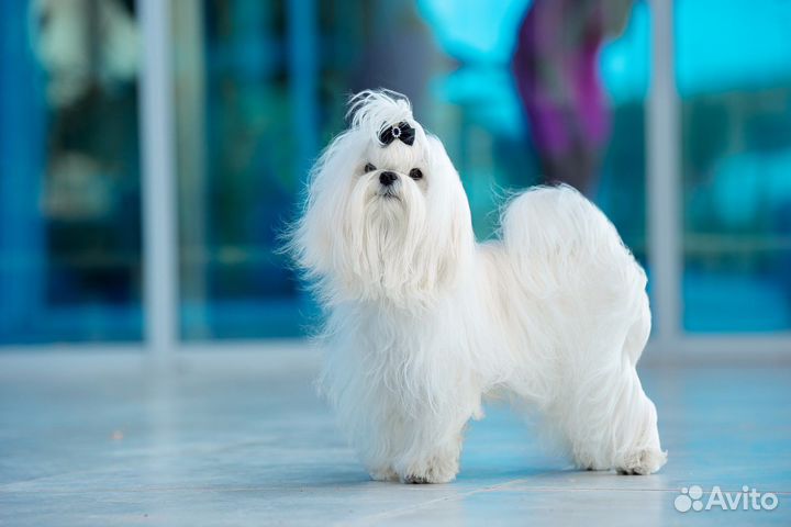 Мальтезе вязка