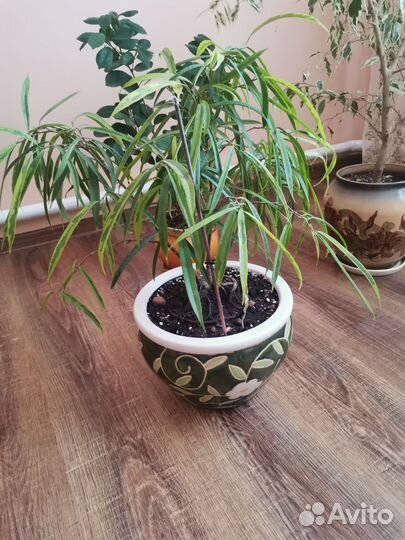 Комнатные растения