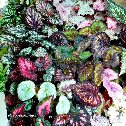 Бегония 200 сортов