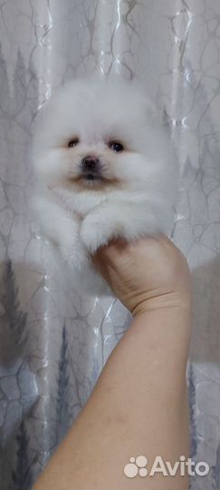 Белый померанский шпиц