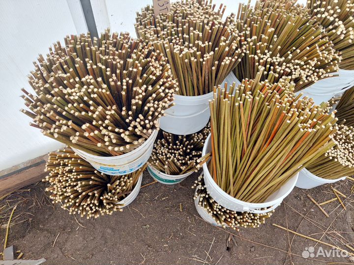 Американка гигантская