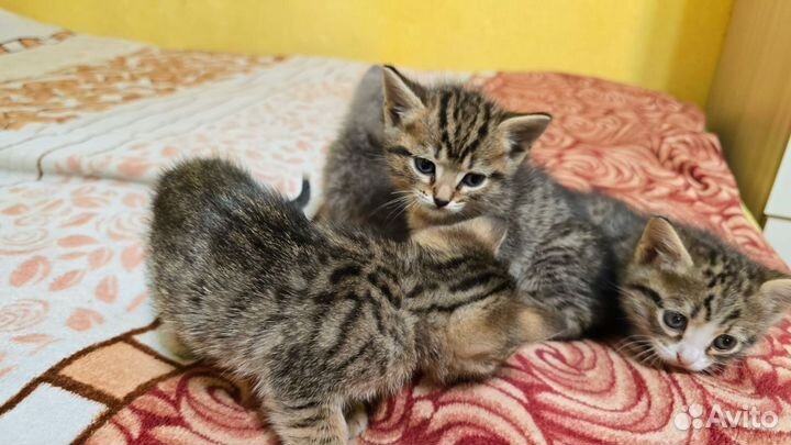 Отдам в добрые руки