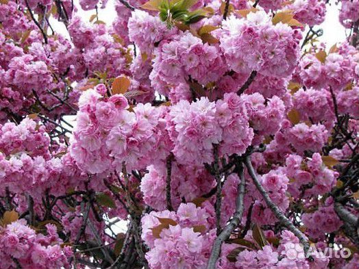 Сакура,миндаль,саженцы 2-3 летки