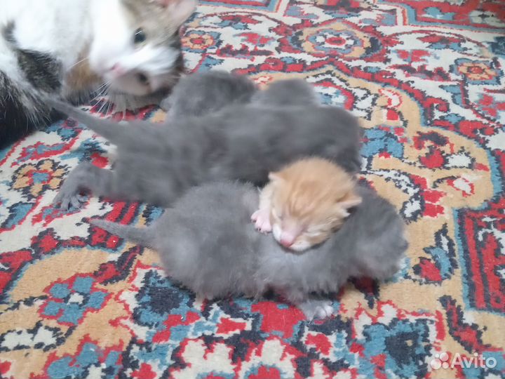 Котята, мальчики и девочки