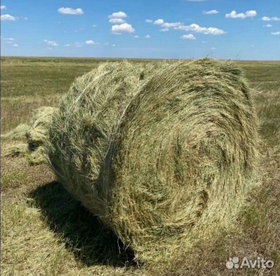 Сено в тюках