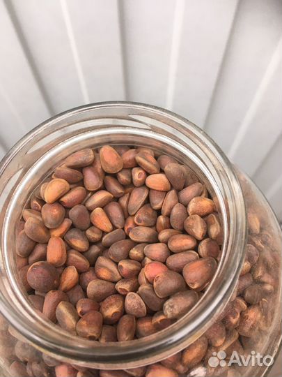 Орех кедровый