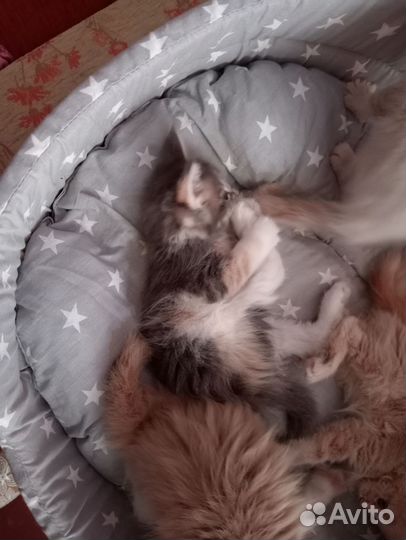 Котята мейн-кун
