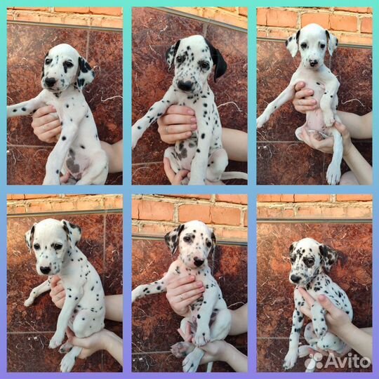 Щенки далматина