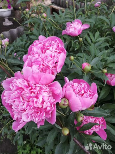 Пион розовый
