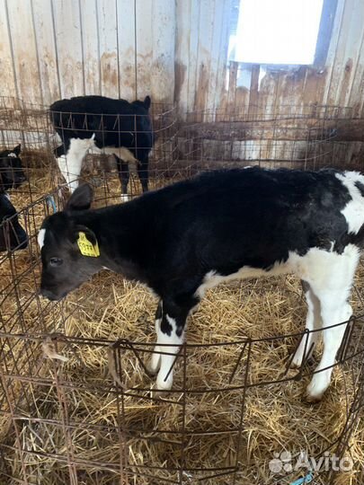 Телята. Телки и бычки