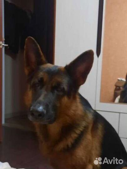 Кобель немецкой овчарки - вязка
