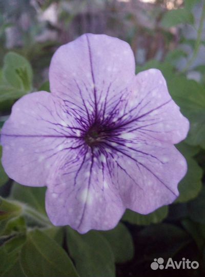 Вегетативная петуния и калибрахоа