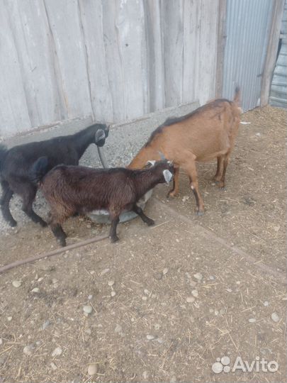 Продается коза и два козлика