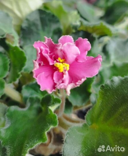 Фиалка розовая