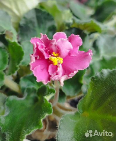 Фиалка розовая