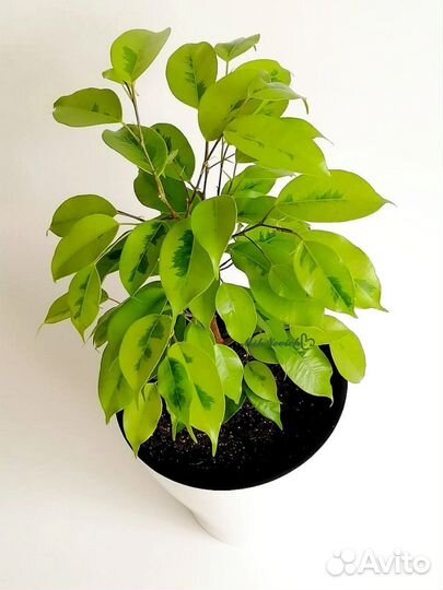 Фикус Бенджамина