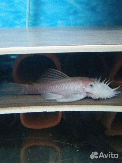 Номерные сомы