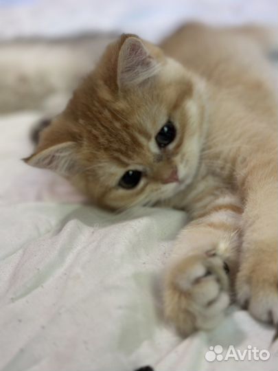 Британская золотая шиншилла котенок ny12 шоу