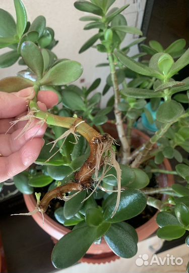 Красула толстянка