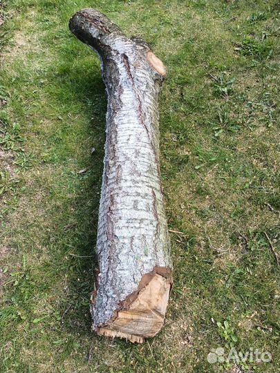 Ствол вишни