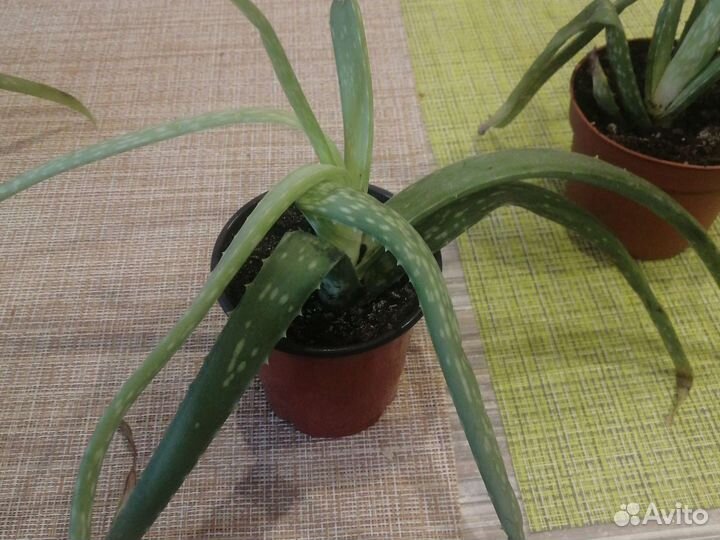 Алоэ вера сортовой