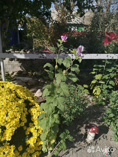 Алоэ лечебный, и гибискус уличный