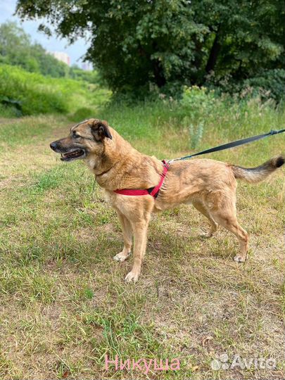 Собака в добрые руки отдам бесплатно