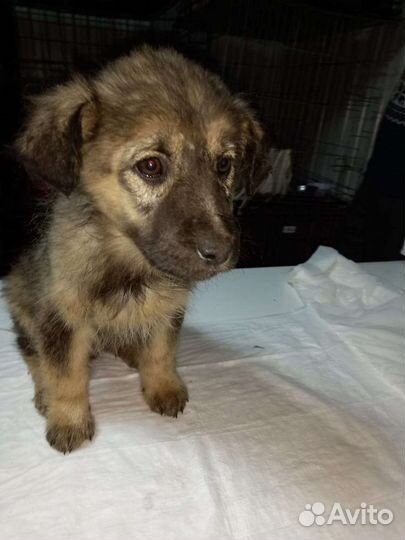 Отдадим в добрые руки щенков