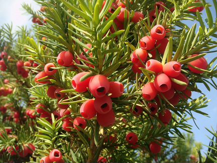 Саженцы тис ягодный, Taxus baccata, красное дерево