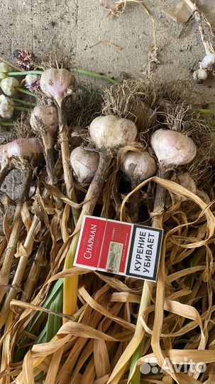 Озимый чеснок на посадку Любаша