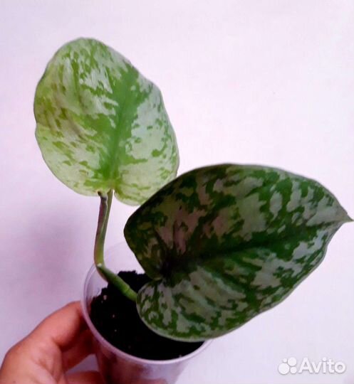 Сциндапсус Треби