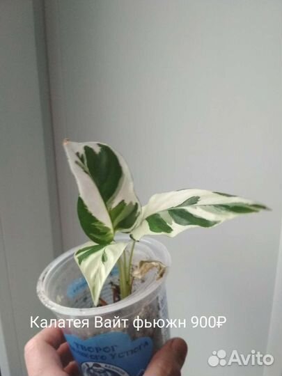 Калатея Си си