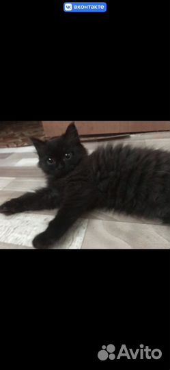 Кошка в добрые руки