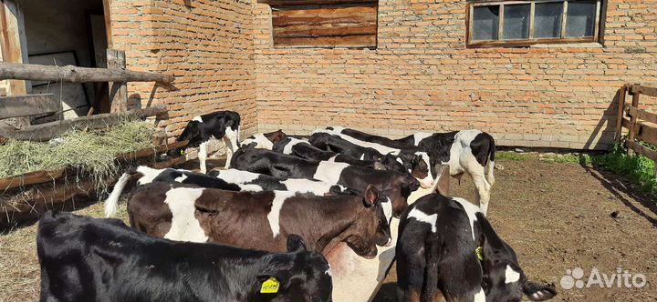 Бычки 2 месяцев