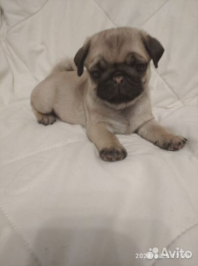 Щенки мопса