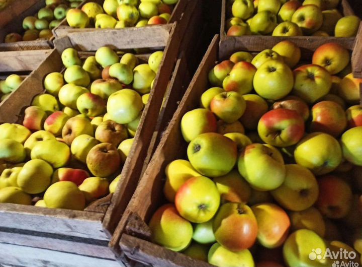 Яблоки