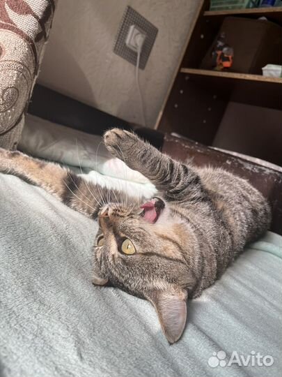 Отдам кота в добрые руки
