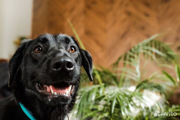 Чейз ищет семью