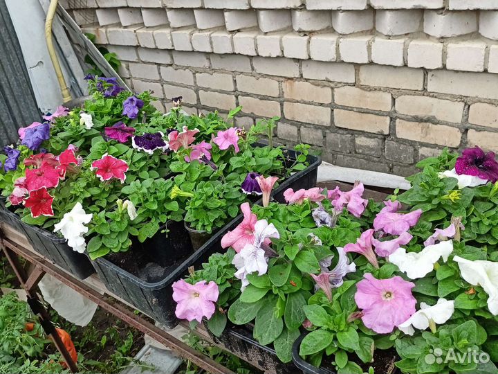 Рассада помидор и перцев, цветы