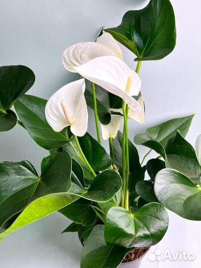 Антуриум белый