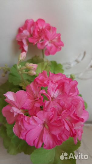 Пеларгония