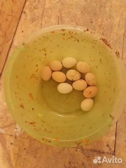 Домашние куриные яйца