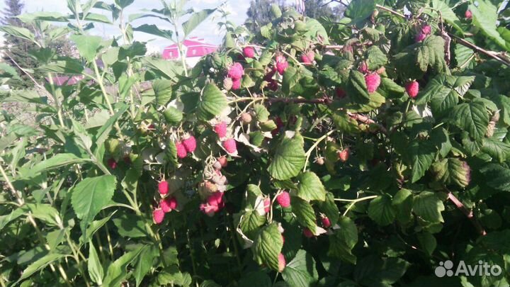 Малина саженцы для посадки: Новость Кузьмина