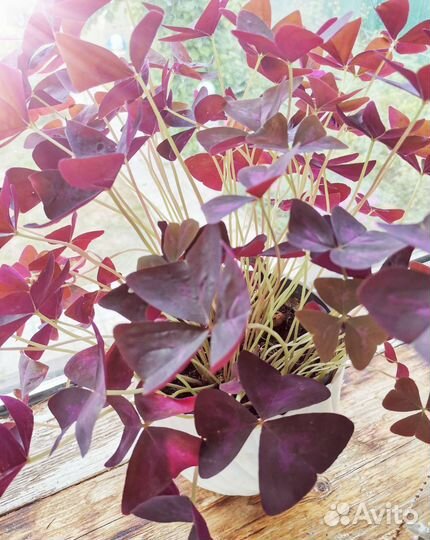 Кислица /оксалис /бабочка