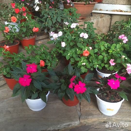 Бальзамины новогвинейские