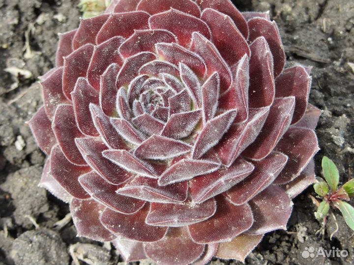 Продам каменную розу и др. почвопокровники